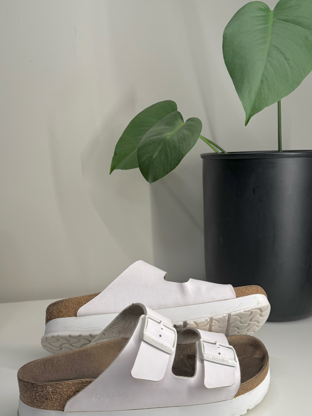 papillio birks